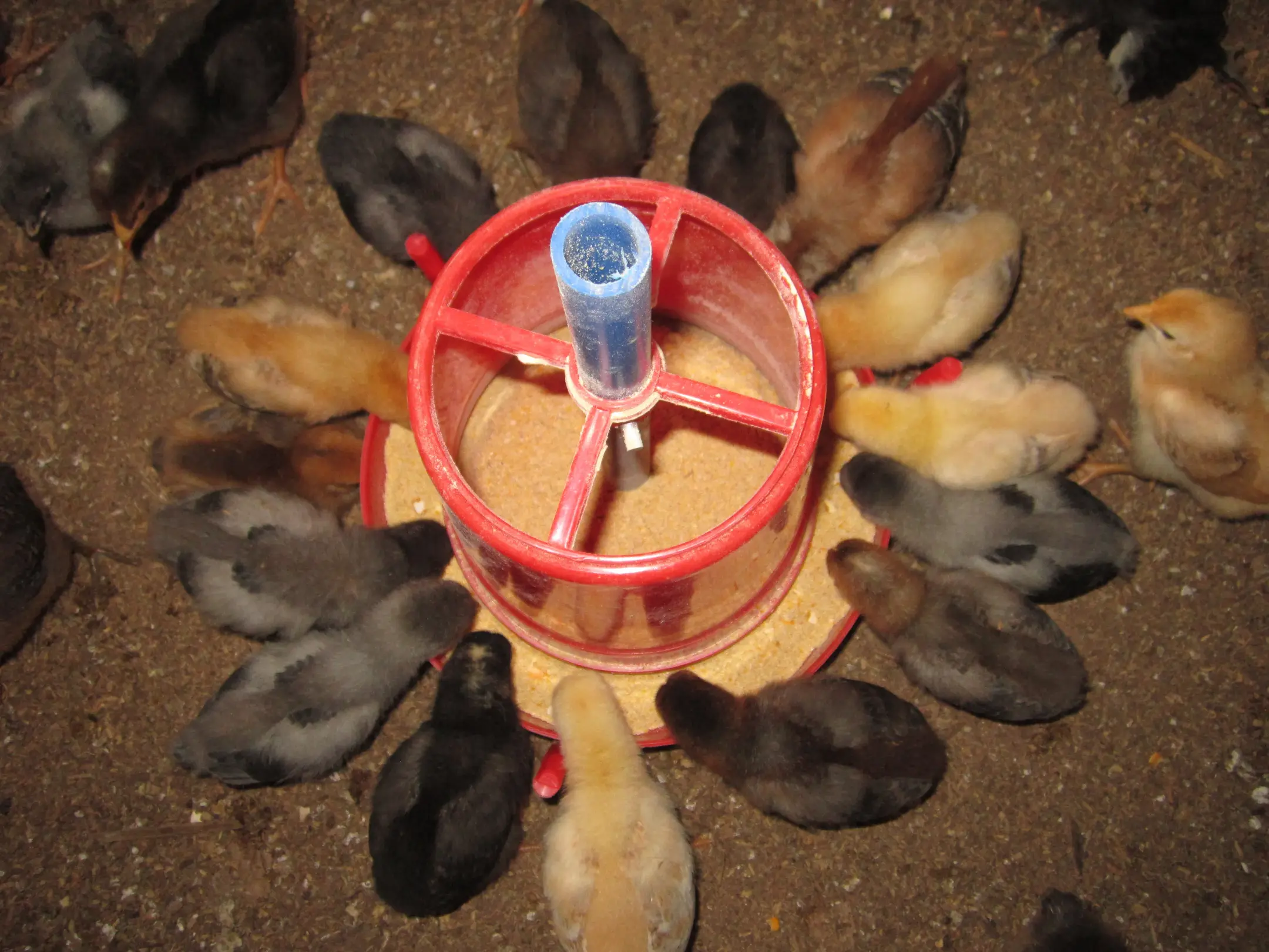 Chicks rearing center  (9)