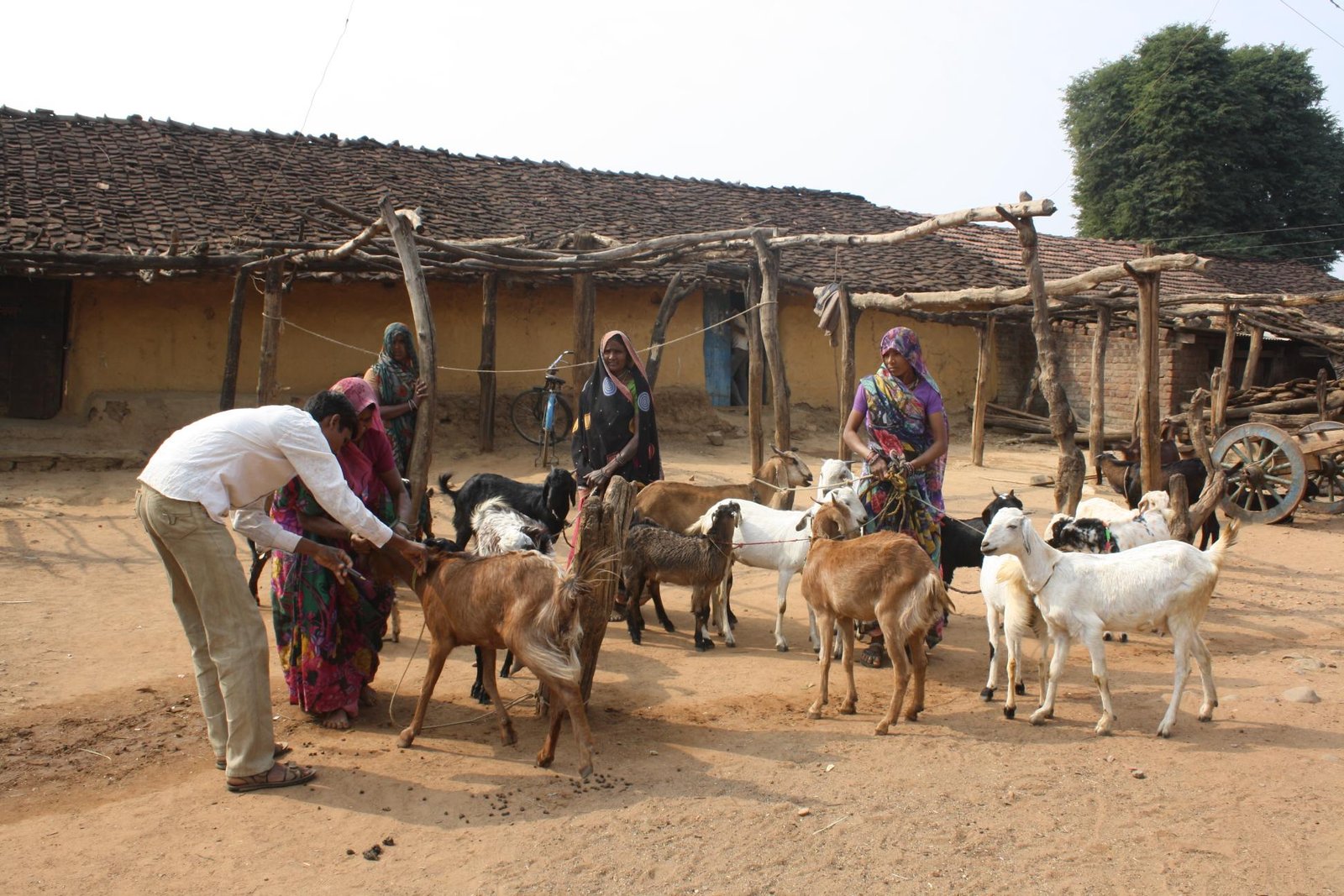 Livestock  (4)