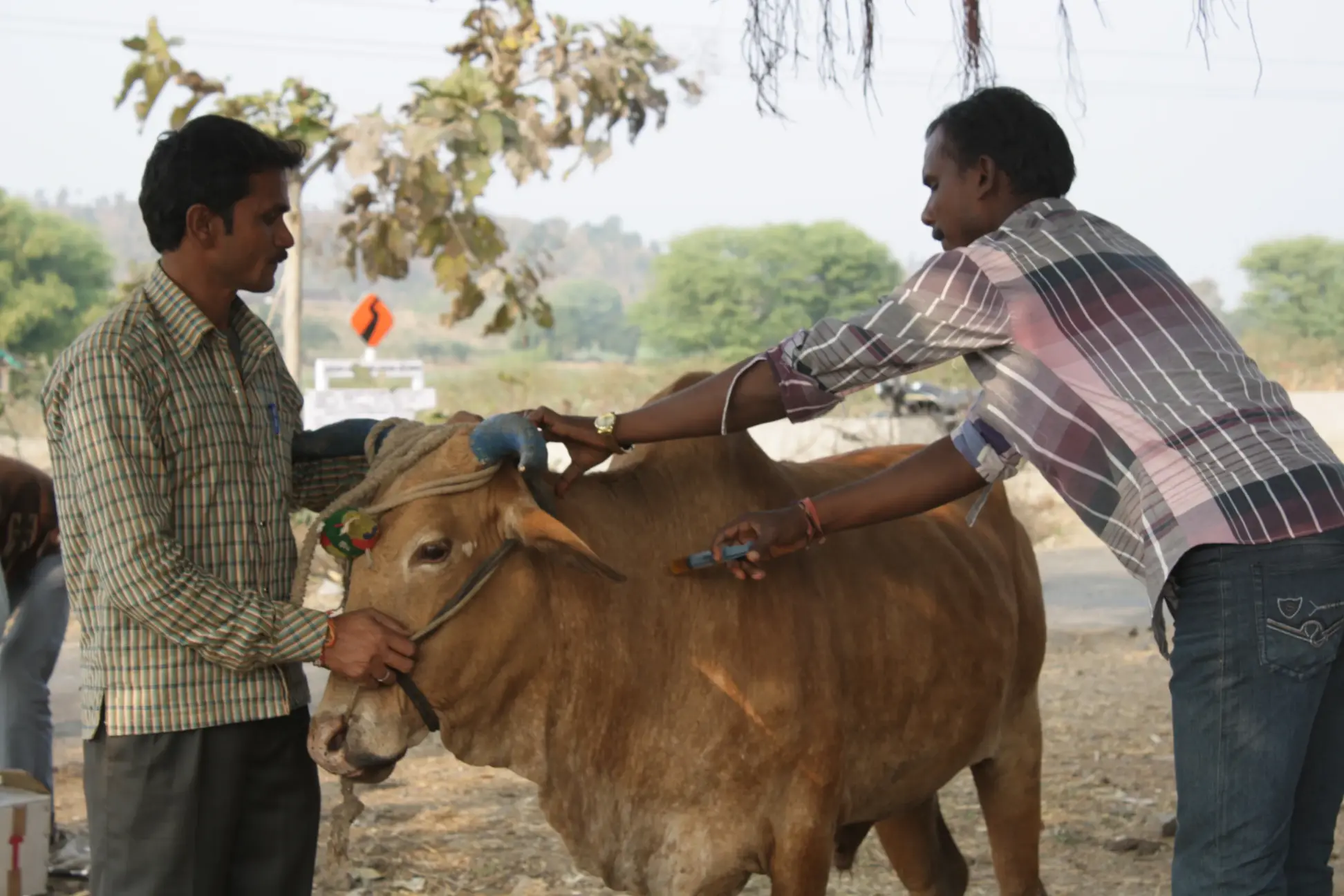 Rajkumar Dewda in Tevidiya village treating Kanhaiya Singh’s bullock for food poisoning