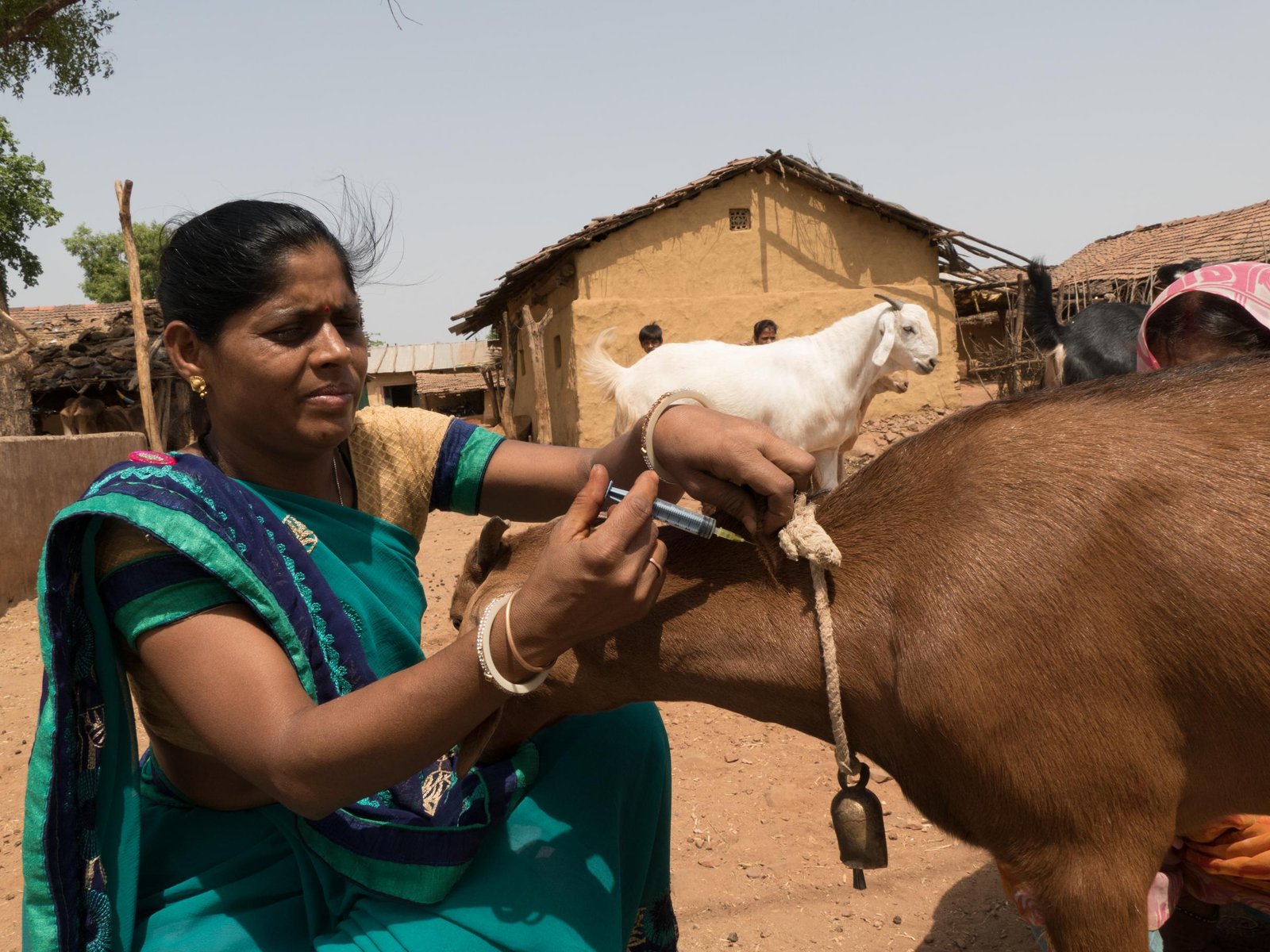 goat vaccination_11may2018 (16)