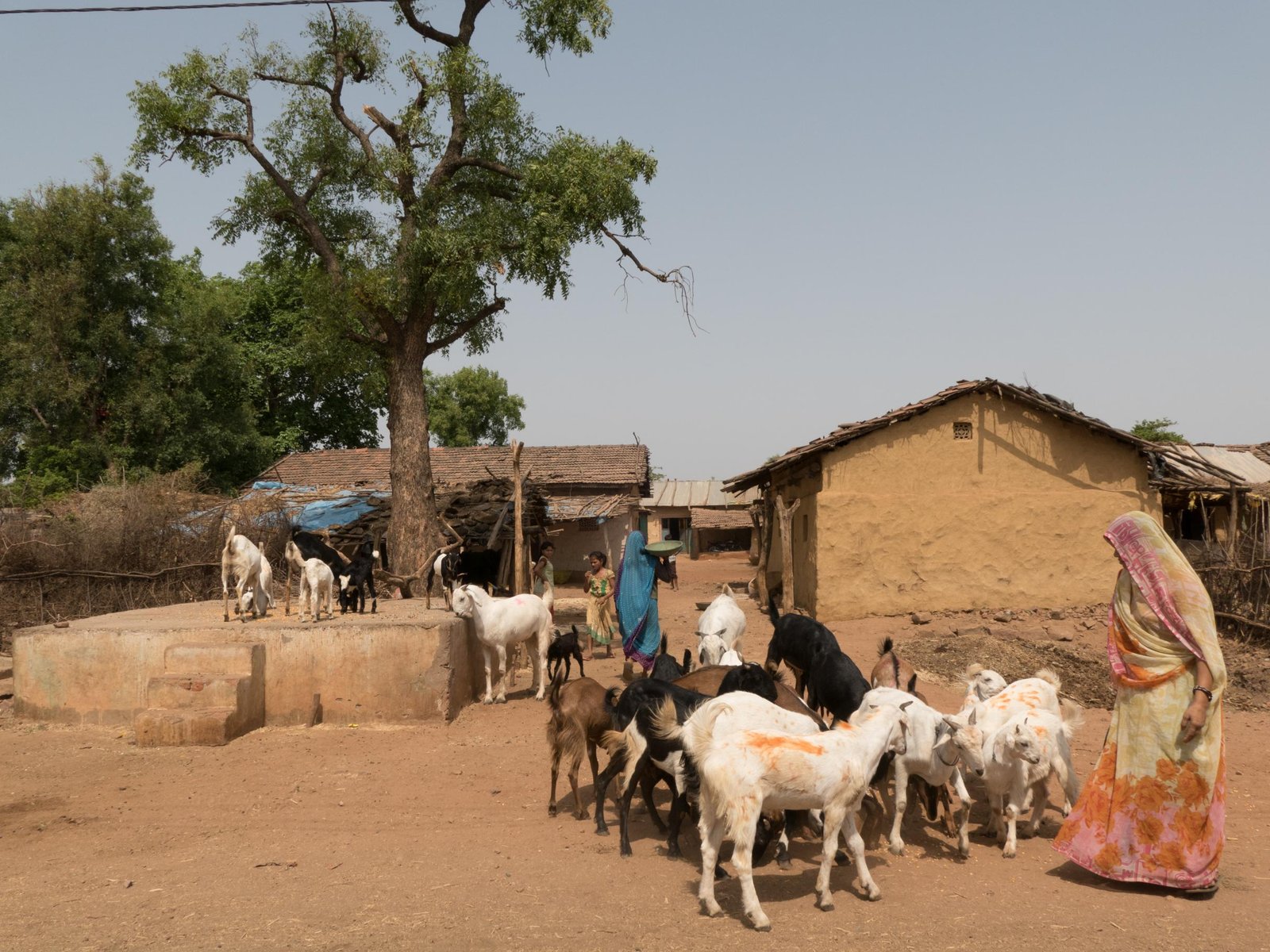 goat vaccination_11may2018 (2)