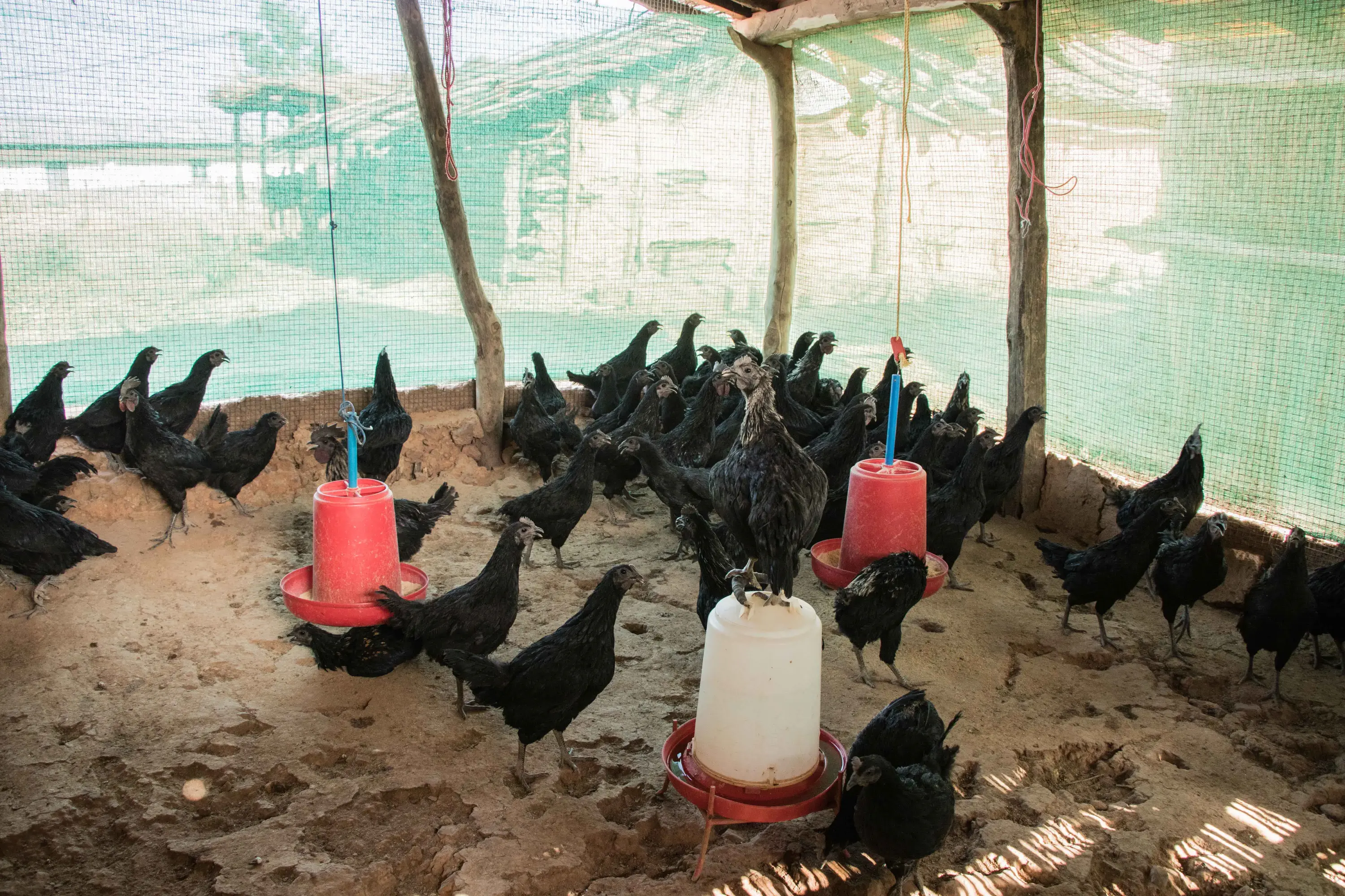 poultry_shed borpadaw_8may2018 (1)