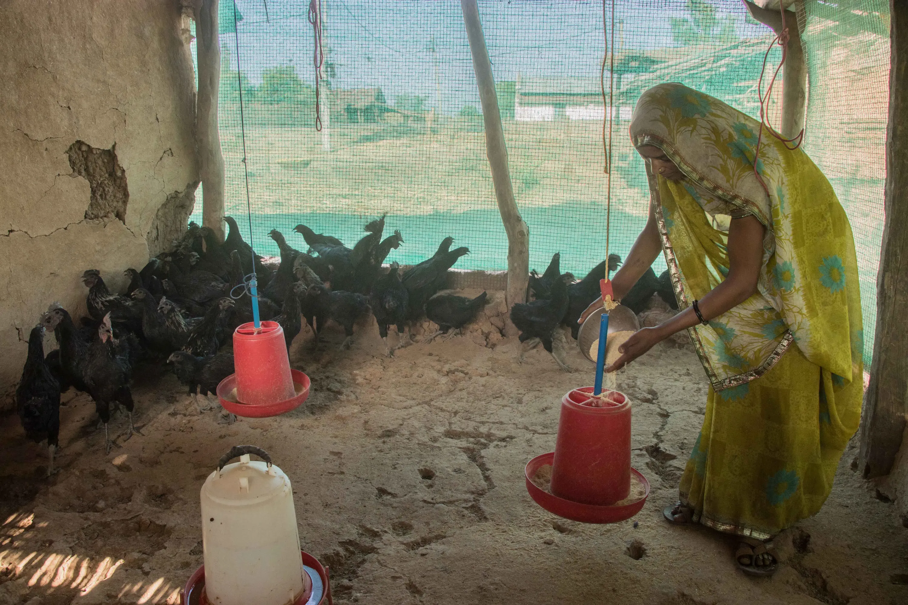 poultry_shed borpadaw_8may2018 (4)